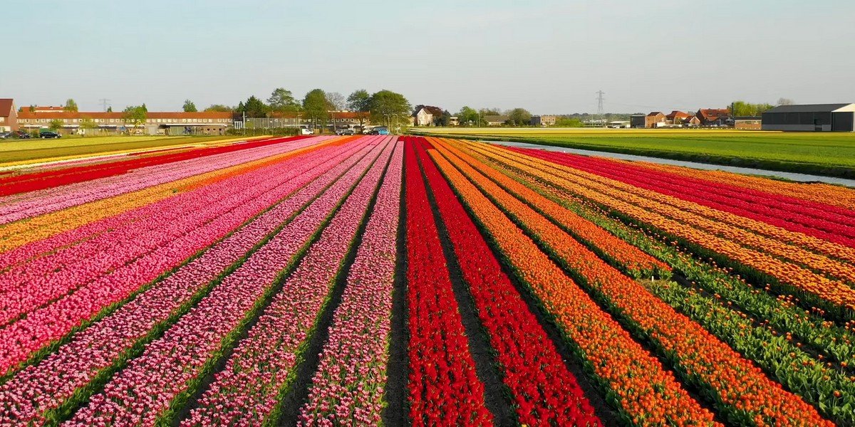 Guided tour to Keukenhof Gardens and Tulip Experience, photo 3