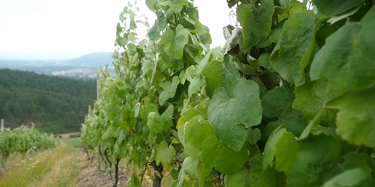 Guided Tour with Wine Tasting to the Countryside Wineries Guided Tour with Wine Tasting to the Countryside Wineries