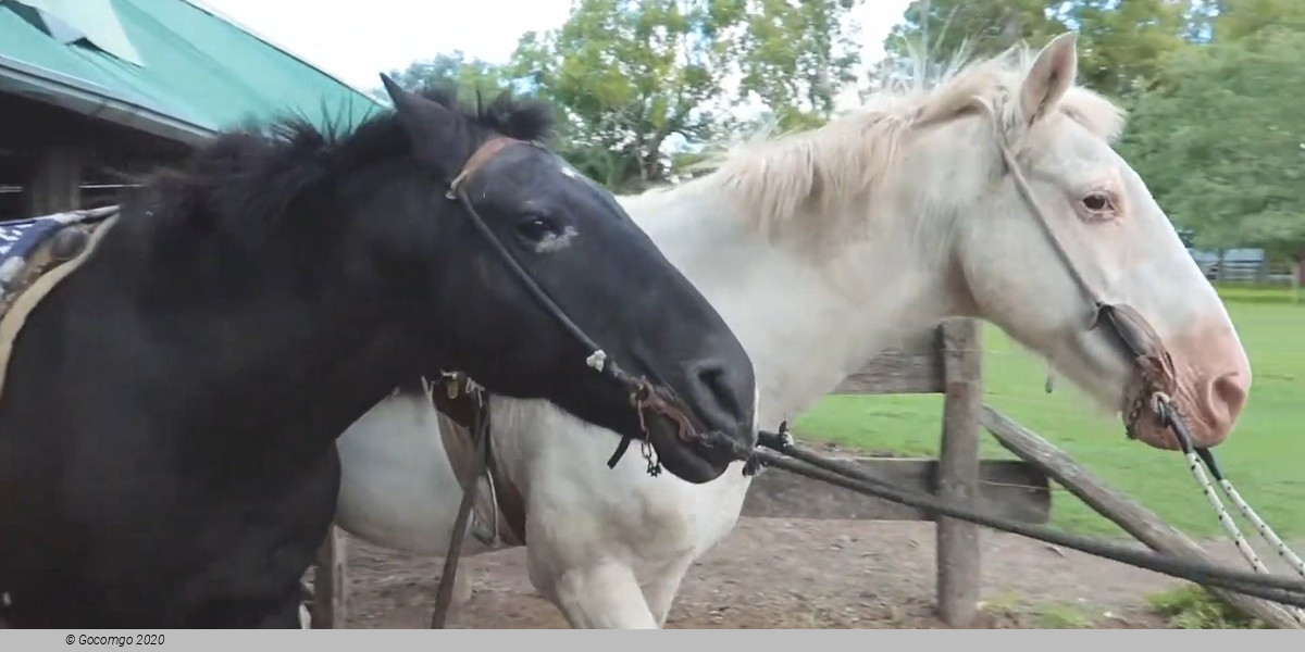 Full-Day Tour to the Argentinian Ranch with Great Gaucho Experience and Lunch