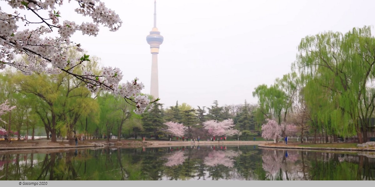 Yuyuantan Park Walking Tour with Cherry Blossoms (March - April)