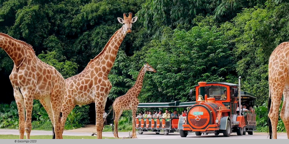 Guangzhou Chimelong Safari Park and Circus Private Tour