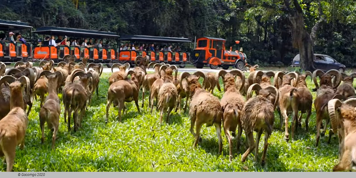 Guangzhou Chimelong Safari Park and Circus Private Tour