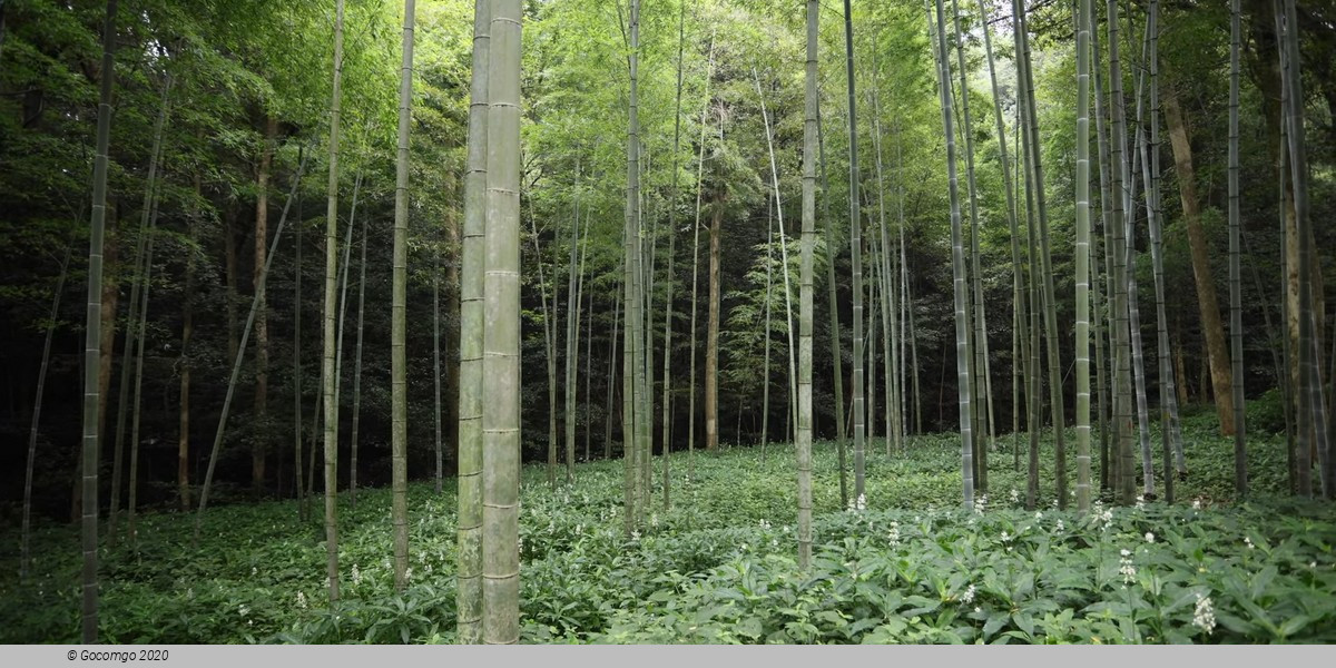 Yunxi Bamboo Forest and Tea Plantation Experience Tour with Lunch or Dinner