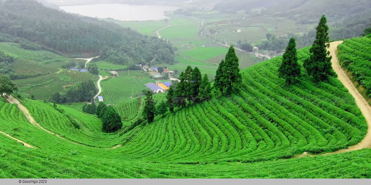 Yunxi Bamboo Forest and Tea Plantation Experience Tour with Lunch or Dinner