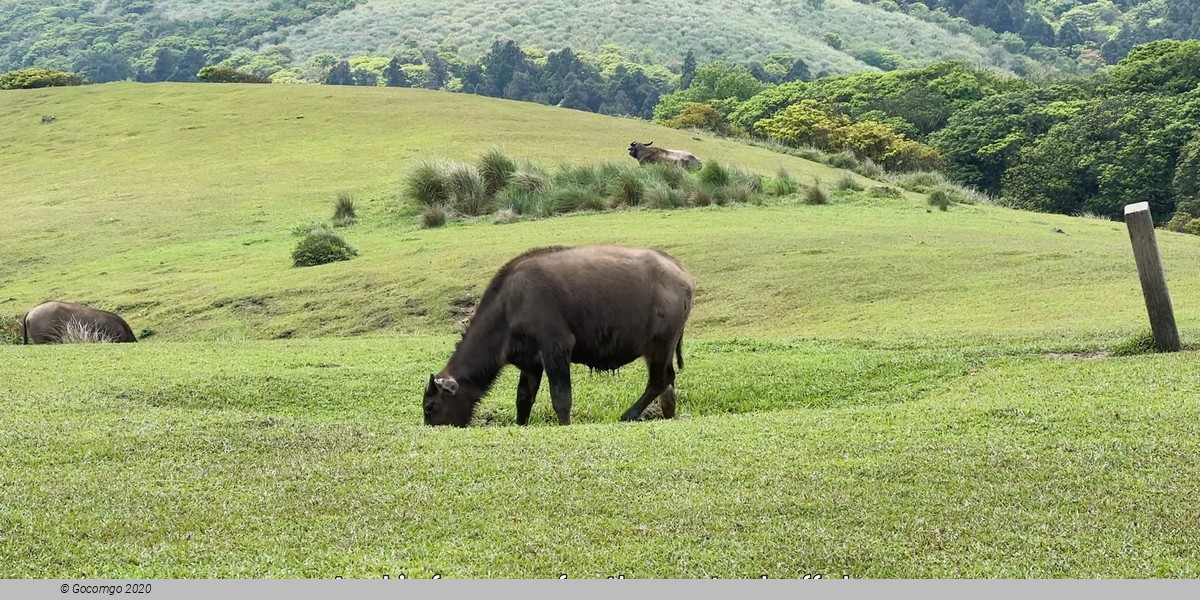 Beitou and Yangmingshan Day Tour from Taipei